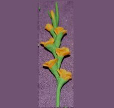 Dollhouse Miniature Gladiolas, Orange, Per Stem